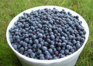 blueberries