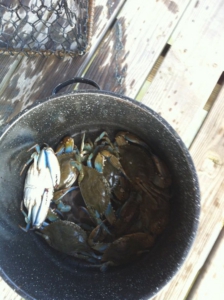 crabs 1