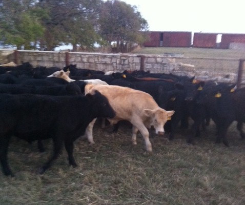 cows