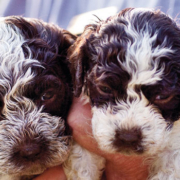 truffle pup 2