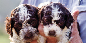 truffle pup 2