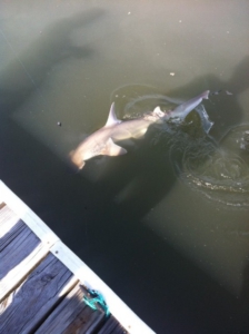 shark