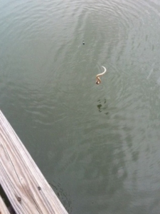 snake