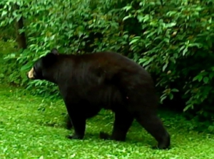bear