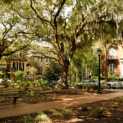 savannah